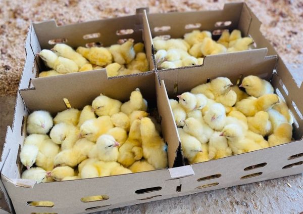 Day-Old Broiler Chicks