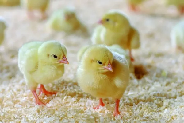 Day-Old Layers and Commercial
  Layer Chicks
