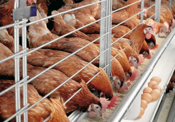 Day-Old Layers and Commercial
  Layer Chicks - Image 3