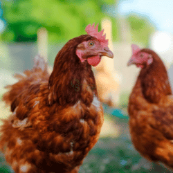Poultry