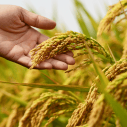 Crop & Garden