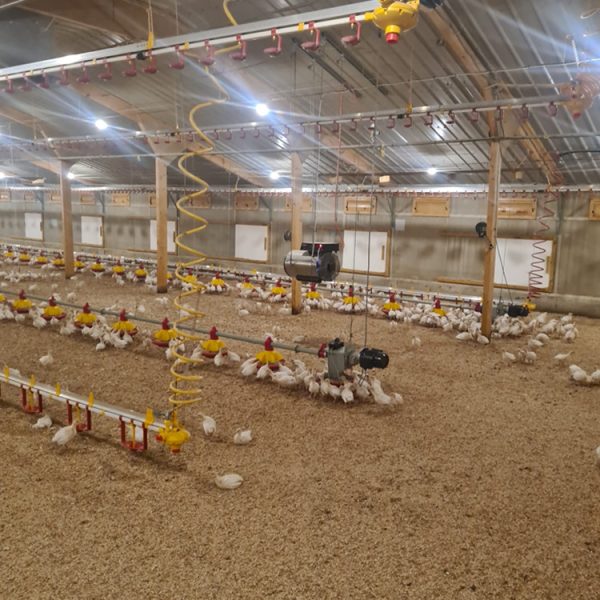 DAMLY Sunblower DO-45 Compact
  Poultry Heater - Image 4