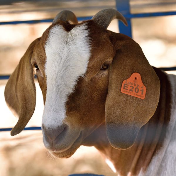 Goats Customized Ear Tags