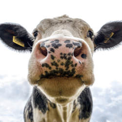 Livestock