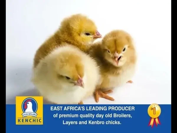 Day-Old Layers and Commercial
  Layer Chicks - Image 2